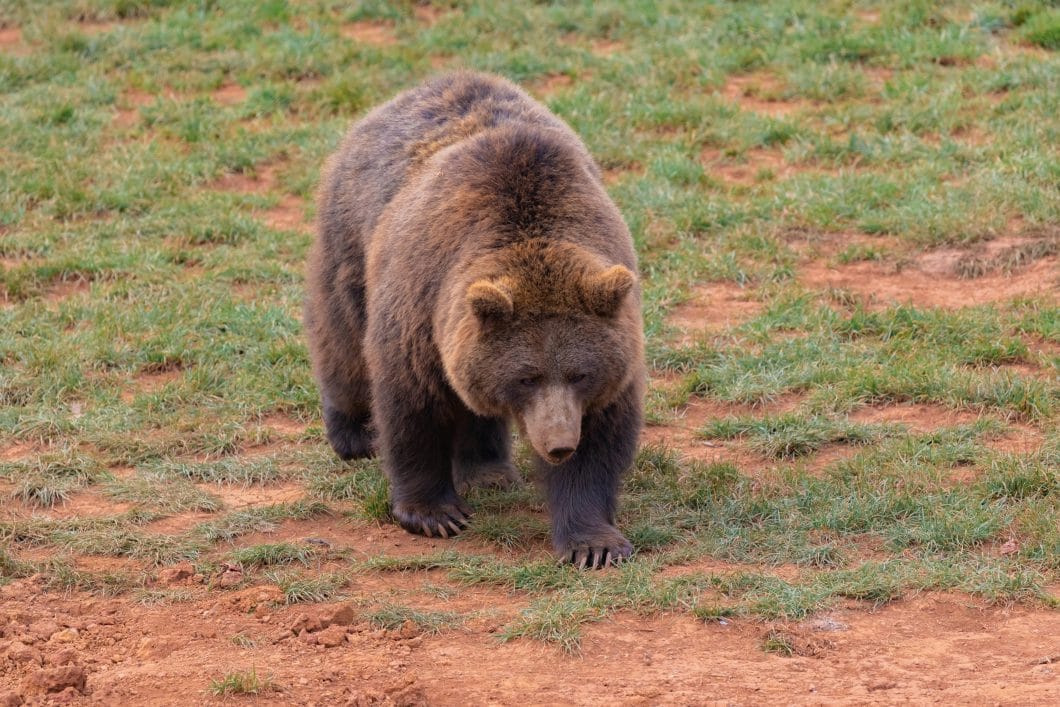 Brown male bear
